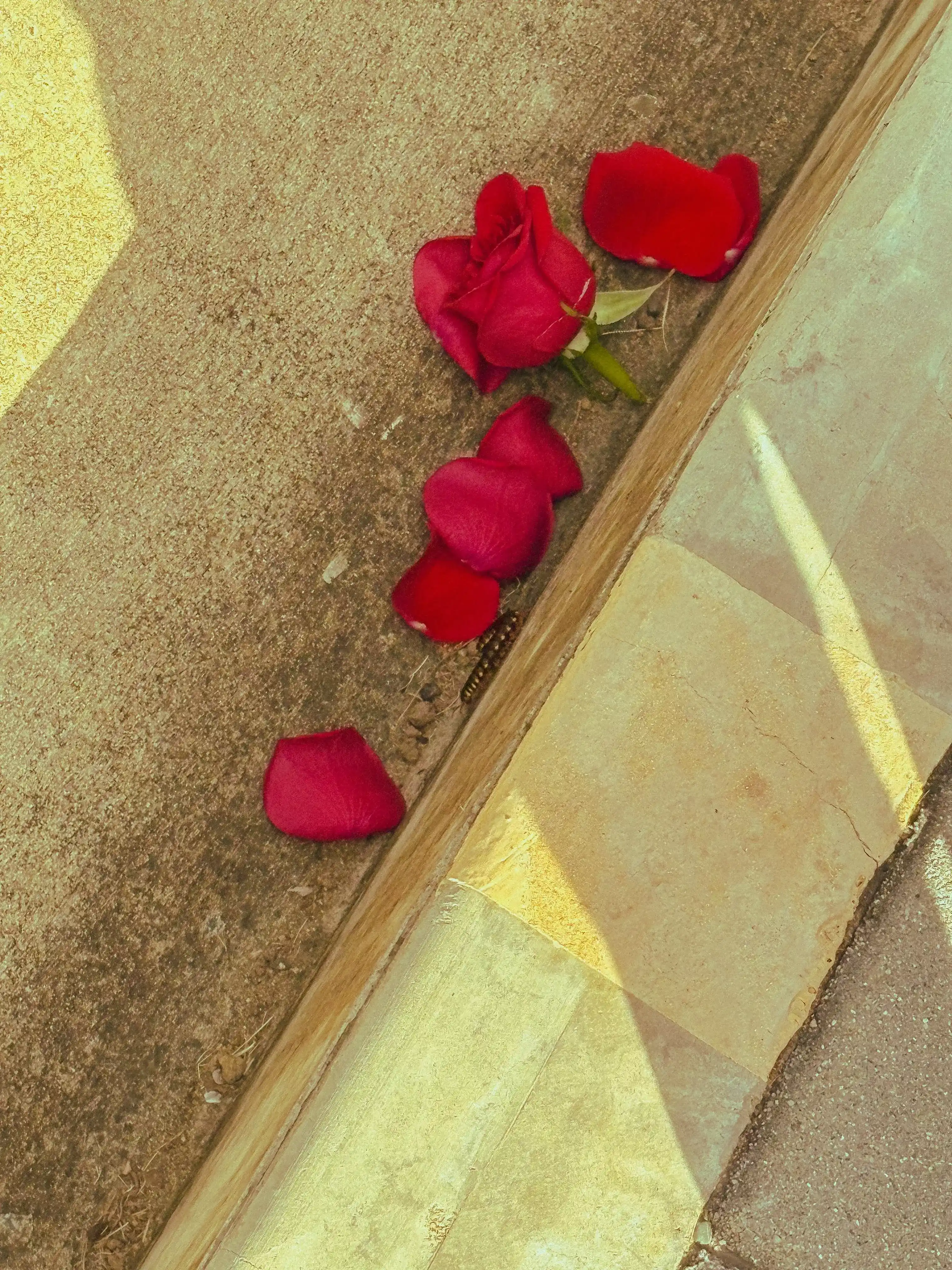 Amargas memorias de una dulce amistad